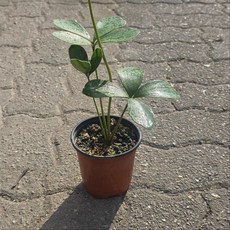 멕시코소철 소철 반려식물 공기정화 소품 그린식물팜, 1개