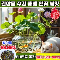 50+50/100+100 연꽃 씨앗 관상용 수경 재배 연꽃 씨앗 수련 연꽃 씨앗 미니수련 연꽃 씨앗 수경재배 미니 연꽃 씨앗 사계절 꽃핀다 수경식물 실내식물, 50개