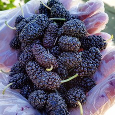 내고향푸드 국내산 오디 과상2호 특품 상품 1kg ~ 10kg, 1개, 특품1kg(트래이포장)