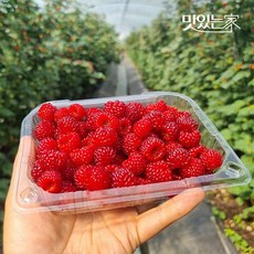 신선한 산딸기 생과 250g 500g 중량별, 01.산딸기 생과 250g