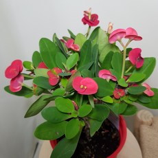 [해피그린 화원] 썬샤인 꽃기린 선샤인 왕방울 다육식물 선인장 공기정화식물 149 화원 농원, 1개, 랜덤