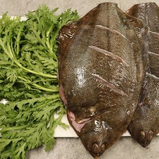 서천어부의 도다리 쑥 세트 800g 내외, 1개