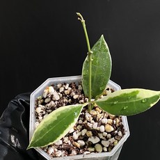 호야 아사미 우노소보 라쿠노사 바리에가타 동일품배송