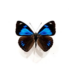 蝴蝶標本A1 美艷蛺蝶類 未展翅乾貨