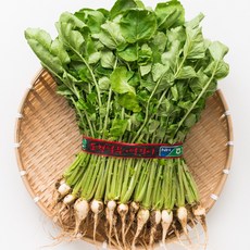 국내산 열무 제철 아삭아삭 부드러운 국산 열무한단 열무김치용 열무국수용 열무비빔밥용, 1박스, 열무 1단(2kg내외)