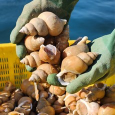 [선주직송] 구룡포 연안바다 자연산 100% 백골뱅이 활고동, 소 500g (25미내외), 1개