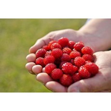 2025년 당일수확 당일배송 최상급 프리미엄 햇 산딸기 생과, 1개, 500g