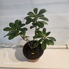 그린식물팜 만리향 소품 야생화 향기꽃, 1개