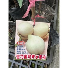 霏霏園藝 雪花蜜熱帶水蜜桃 4吋盆栽 新品種 肉質細膩 香甜多汁 白色果實, 1個