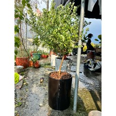 霏霏園藝紅花玉芙蓉盆栽 高度含盆90-100公分 四季開花紫色花 居家裝飾盆栽, 1個