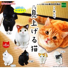 올려다 보는 고양이 [전 6종 세트(풀 콤프)]