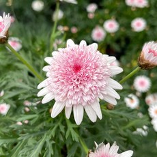 투톤목마가렛 1+1 아라미스아프리콧 목마가렛꽃 화분 꽃모종 올데이플랜트, 2개