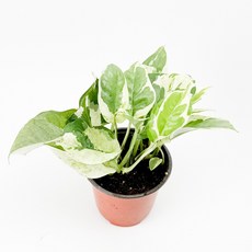 글라스가든 엔조이 스킨답서스 소품 수경재배 수중 실내공기정화 키우기 쉬운 식물 키우기, 7개