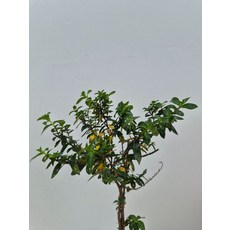 쿠페아 (나누리 야생화), 기타, 기타