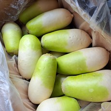 채소애 국내산 제주 월동무, 1박스, 18kg