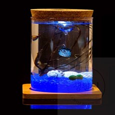 생활잇 마리모 키우기 LED 유리병 6.5x12.5cm 어항꾸미기