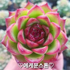예쁜 희귀 미니다육이, 13번 -에케몬스톤, 1개