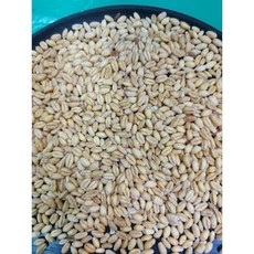 金協和 小麥 600g白小麥3000g生麥粒 養生食品, 1個, 3000g