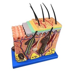두피 모발 모형 50배 모근 피부과 SF 교육 피부조직 소품 조직, A. 로고 피부색 35배