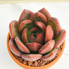 다육식물 선인장 샴페인 농장직송 산아래 다육이 생명력최고 키우기쉬운 공기정화 전자파차단, 1개, 럭셔리