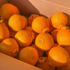 세상모든농부 제주 노지 한라봉 못난이, 노지 한라봉 5kg 꼬마, 1박스