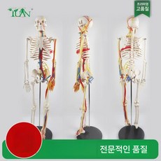 해부학뼈 병원 장식 척추 전신 장기 모델 교구 성인 근육 해골 표본, C. 85cm 심장혈관신경
