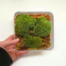 소형미니 이끼 케어박스 수태포함 비단이끼키우기 미니온실 테라리움, 1개