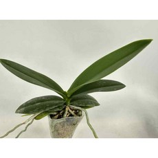 蝴蝶蘭分生苗 Phal. OX Royal Yellow /OX3090/ 2.5吋 皇家黃分生苗, 2.5吋無梗株
