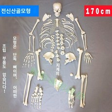 뼈모형 인체 골격 인대 척추 180cm 해골 교구 해부학, 170cm 골격 모델 일반형, 1개, 1. 170cm 전신 해골 모델