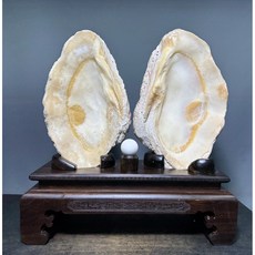 【通天寶】佛教聖品 天然海南白硨磲【硨磲貝原礦】佛教七寶 手工 硨磲 貝殼 文物 黃金硨磲 金絲硨磲, 白