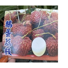 霏霏園藝 鵝蛋荔枝高壓4吋盆 特價優惠 果肉飽滿多汁 適合居家種植, 1個