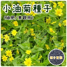 小油菊種子 (綠肥/景觀用) - 花園庭院美化，四季皆宜播種, 1個