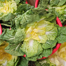 국내산 해남 봄동 아삭한 겉절이용, 1개, 200g