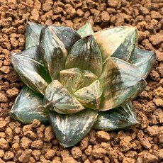 玉 虎 No.2 X (紫玉露 X 裏般若) 0715-21 多肉植物, 1個