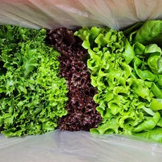 [로이팜] 유러피안 샐러드 채소 당일수확 정기배송 버터헤드 카이피라 야채 유럽 상추 쌈채소, 600g, 1개