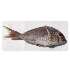남해안 삼천포 반건조생선 제수용 돔 40cm이상 1미, 1개
