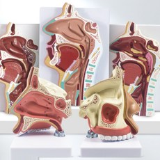구강 비강 해부학 모델 구조도 인체구조 실습용 비염구조 이비인후과 모형 인체모형, 01.비강 해부학