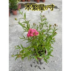 霏霏園藝木繁星6寸盆栽特價中 綠植盆栽 點綴您的生活空間