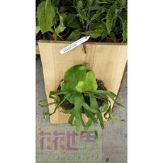 花花世界 蕨類菲律賓皇冠鹿角蕨 上板高25-30公分