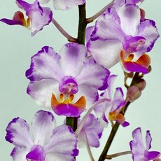 Phal. Memoria Val Rettig /Splash/ 粉墨安娜 2.5吋, 1個, 開花株