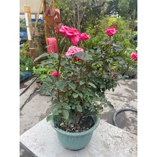 霏霏園藝 綠玫瑰樹 1尺吋盆, 1個