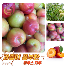 [굿피플] 고당도 달콤새콤 햇자두 하우스자두 자두, 1박스, 하우스 자두 1.5kg 35-40과