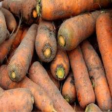 국내산 제주 구좌 햇 흙당근, 1개, 당근 (중) 5kg