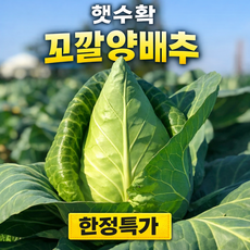 [제주직송] 햇수확 아삭 달큰한 고깔양배추, 1개, 5kg