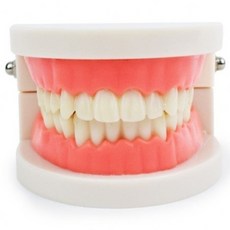 유치원 학교 치과 양치 교육용 치아 모형 이빨모형, 1개