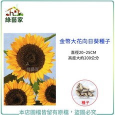 綠藝家 金幣大花向日葵種子 (直徑20~25CM 高度約200公分)