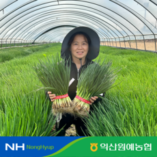 당일수확 당일작업 제철 익산 깐쪽파 손질쪽파 특품 1단 2단, 1박스, 1kg