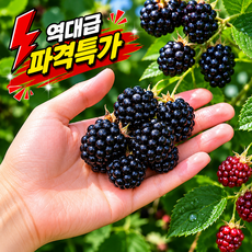 [일주일특가] 재구매1위 블랙배리 프리미엄 특품, 1박스, 5kg
