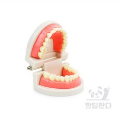 핫딜판다 치아모형 이빨모형