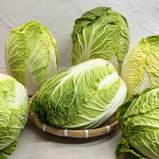 해남 손질 배추 알배기 햇 통배추, 1박스, 5kg